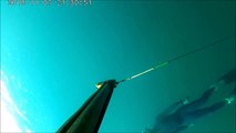 Spearfishing pari/stingray moster