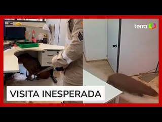 Capivara é resgatada por bombeiros após 'invadir' prefeitura de Goiânia