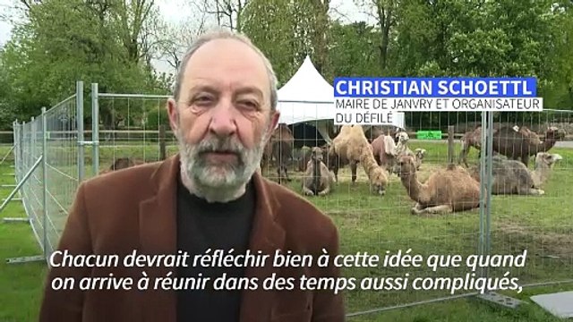 Défilé de camélidés interdit près de la tour Eiffel, possible au bois de Vincennes
