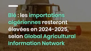 Blé : les importations algériennes resteront élevées en 2024-2025, selon Global Agricultural Information Network (GAIN)