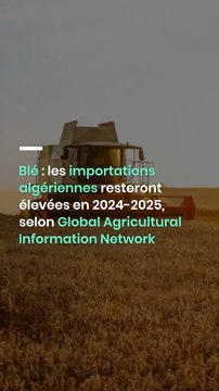 Blé : les importations algériennes resteront élevées en 2024-2025, selon Global Agricultural Information Network (GAIN)