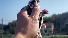 Pet Cute