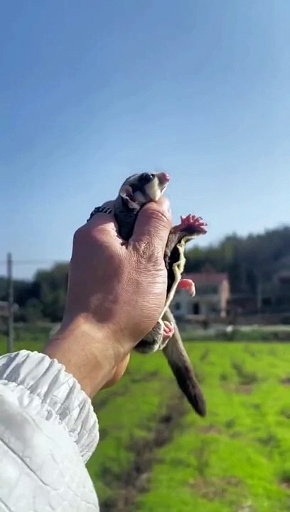 Pet Cute