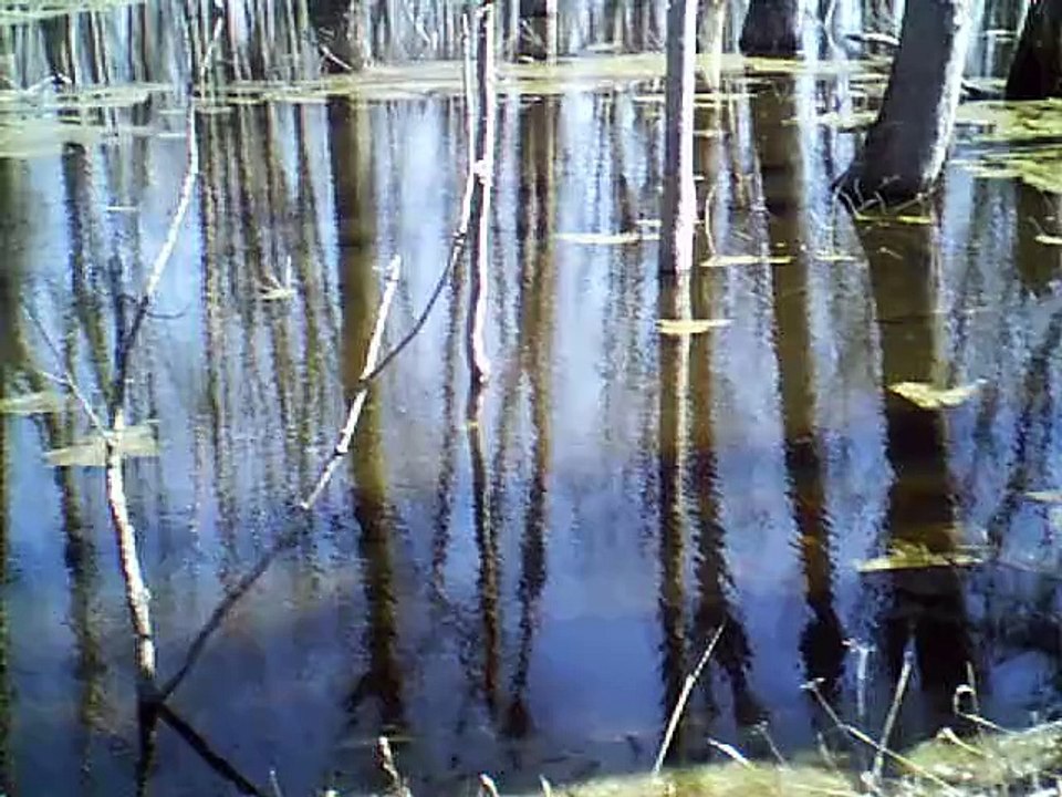 ferguson bayou part 4