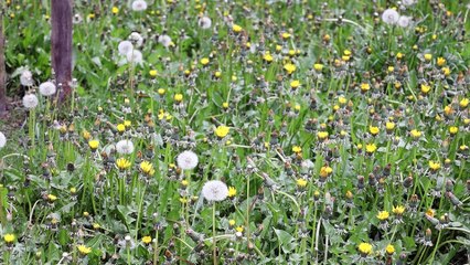 Nowy skwer w Katowicach