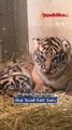 Dua Bayi Harimau Sumatera Lahir di Kebun Binatang Prancis