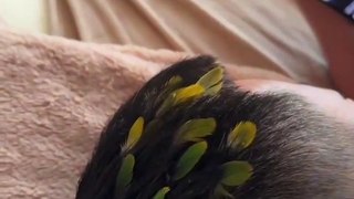 小鸚鵡給主人美髮，把羽毛裝飾到主人頭上。還挺好看！Parrot adorns its master's head with its  colourful  feathers.