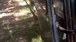 Cachorros são resgatados em bagageiro de ônibus