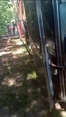 Cachorros são resgatados em bagageiro de ônibus