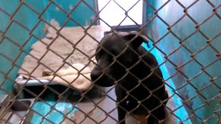 Old film❤️Blue 1y Pet I 830539 knows sit & gave me lots of Tail Wagging & Smiling kennel 9 at Humane Society of Southern Arizona❤️ 3450 N. Kelvin Tucson AZ 520-32706088 on 5-14-2017adopted5-30-2017old film
