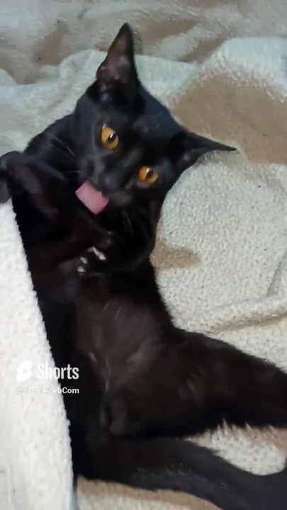 La gata boombayah acostada en la cama jugando con Martha animales y mascotas