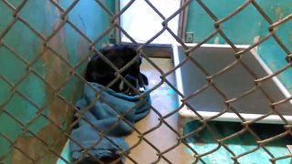 Old film❤️Kory 3y Pet Id 835221 Lab Retriever male shy, intelligently inquisitive & knows sit kennel 37 The Humane Society of Southern Arizona ❤️3450 N. Kelvin Tucson AZ 520-327-6088 on 5-17-2017adopted6-21-2017old film