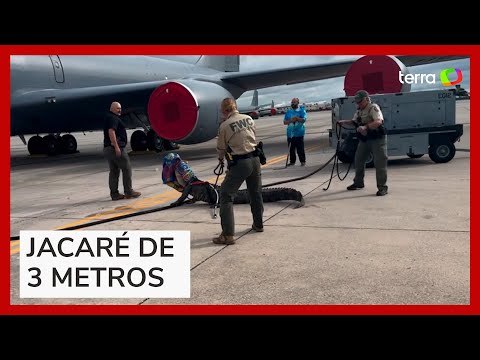 Jacaré invade base da Força Aérea nos EUA e é capturado na pista