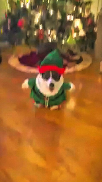funny dog baby video