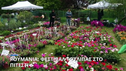 Ρουμανία: Χιλιάδες τουλίπες στο τοπικό φεστιβάλ του Πιτέστι