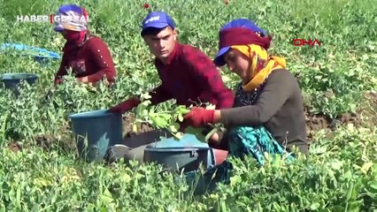 Gaziantep'te hasadı başladı, 81 ile de gidiyor