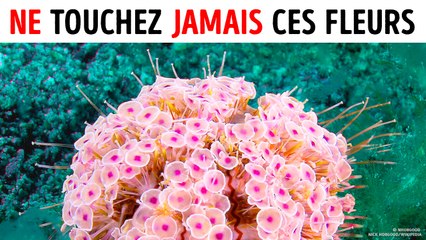 Si vous voyez ces fleurs de l'océan, nagez vite !