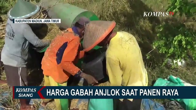 Harga Gabah Anjlok saat Panen Raya di Madiun, Begini Kata Petani