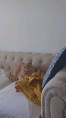 La Playlist Infaillible pour Apaiser Votre Animal de Compagnie 🐾