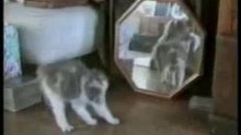funny cats