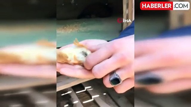 4 ayaklı civciv görenleri şaşırtıyor