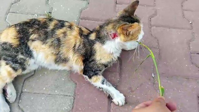 القطط/الحيوانات الأليفة/قطط مضحكة