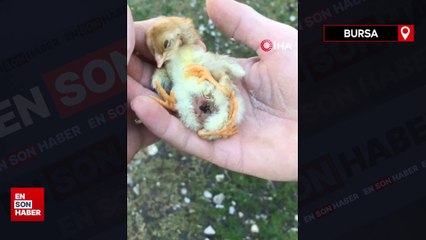 Bursa’da dünyaya gelen dört bacaklı civciv