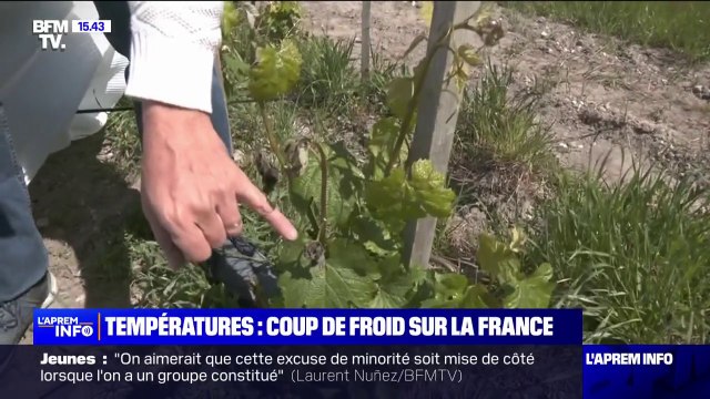 Coup de froid sur la France: les agriculteurs s'inquiètent pour leurs cultures