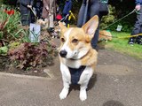 Queen's statue, Rutland - Corgi parade