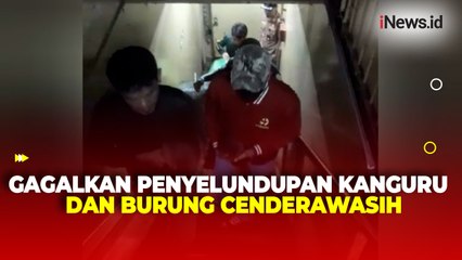 Upaya Penyelundupan 3 Kanguru dan Burung Cenderawasih di KM Nggapulu