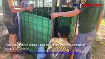 Penyelundupan 3 Kanguru dan Burung Cenderawasih di KM Nggapulu Berhasil Digagalkan BKSDA Baubau