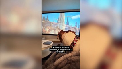 Beagle cross dog reacts to his favourite film The Lion King