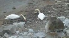 La chasse aux canards