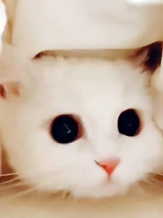 Cutepet