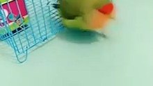Parrot is so interesting