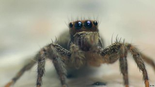 اسأل! كيف تتطور أعين العناكب؟
