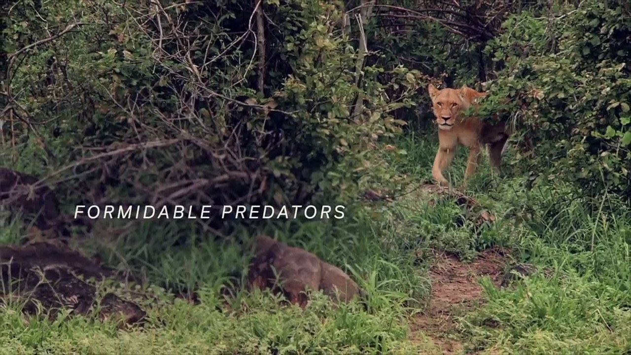 Predator v Prey Saison 1 -  (EN)