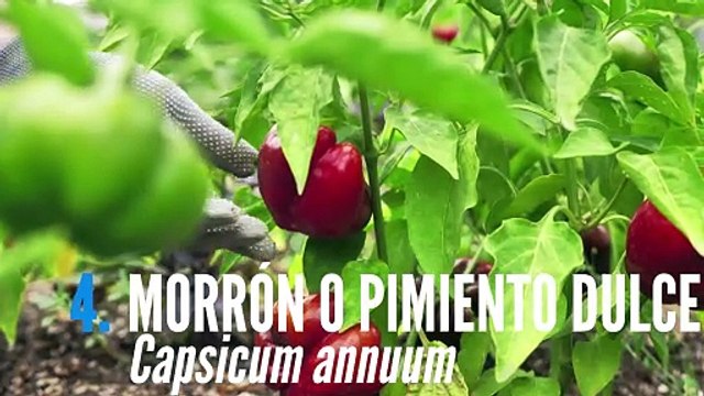 6 Plantas que previenen la INFECCIÓN URINARIA - Como usarlas y cultivarlas en tu huerta o jardin