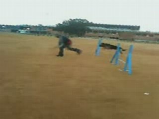 Kaiso Agility Circuito