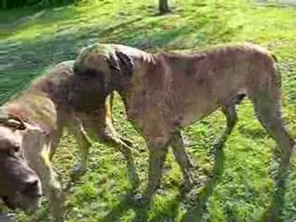 CIMG5542 Nos dogues allemands