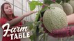 The science behind growing Japanese Melons | Farm To Table
