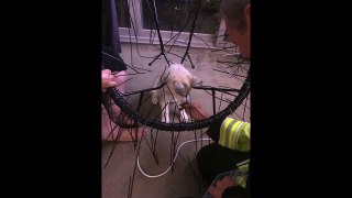 Dog rescued from chair in Queanbeyan