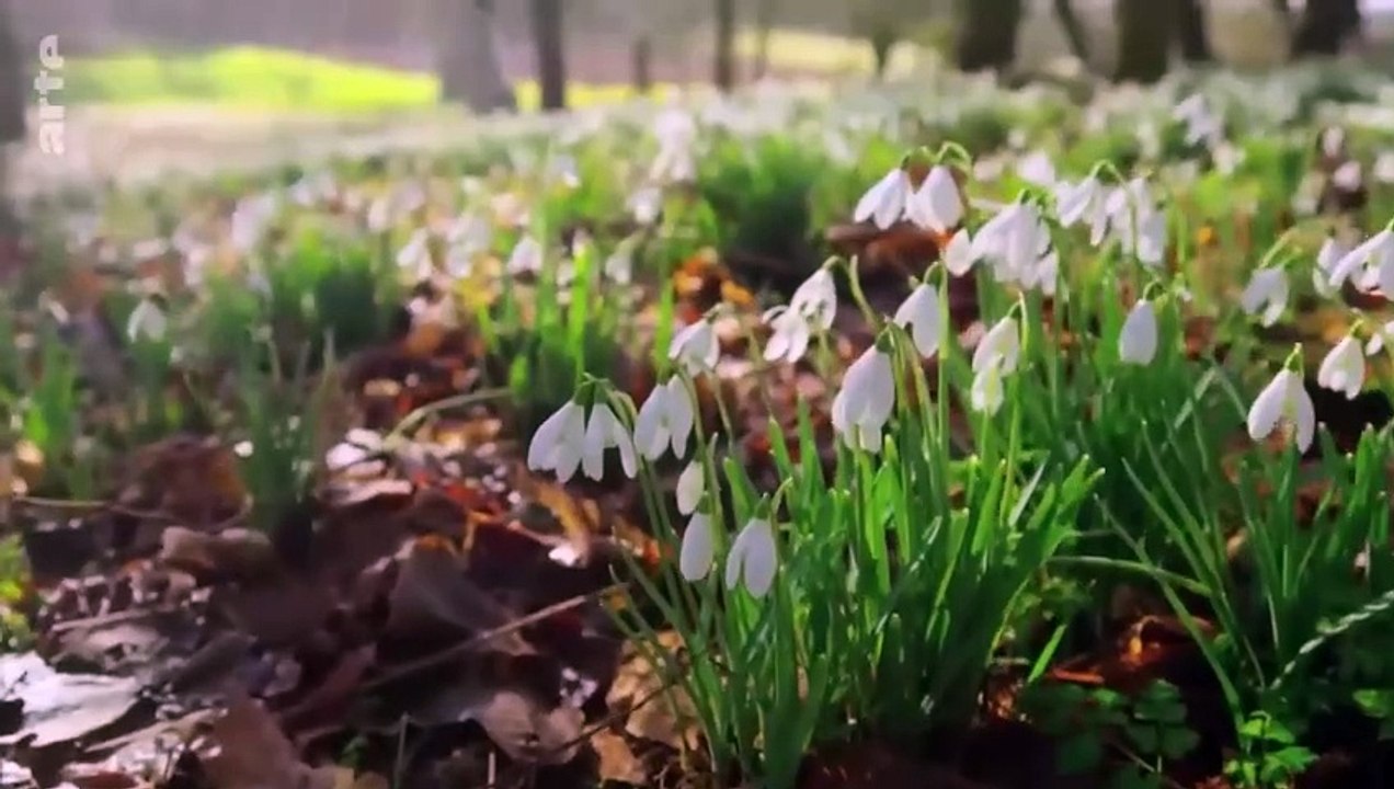 Printemps - Les premiers pas _ La vie cachée des animaux de la ferme (1_3) _ ART
