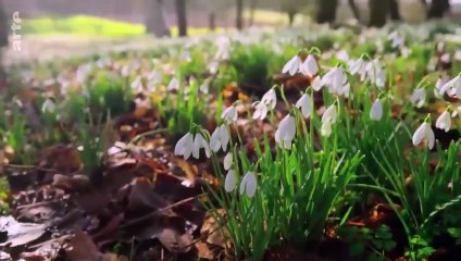 Printemps - Les premiers pas _ La vie cachée des animaux de la ferme (1_3) _ ART