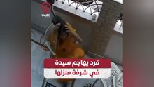 قرد يهاجم سيدة في شرفة منزلها