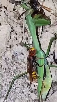 Hornet eating and cutting praying mantis into two