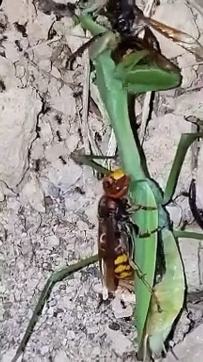 Hornet eating and cutting praying mantis into two