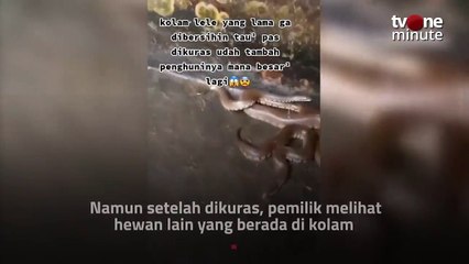 MERINDING! Lama Gak Dikuras, Penampakan Kolam Lele Ini Bikin Ngeri _ tvOne Minute