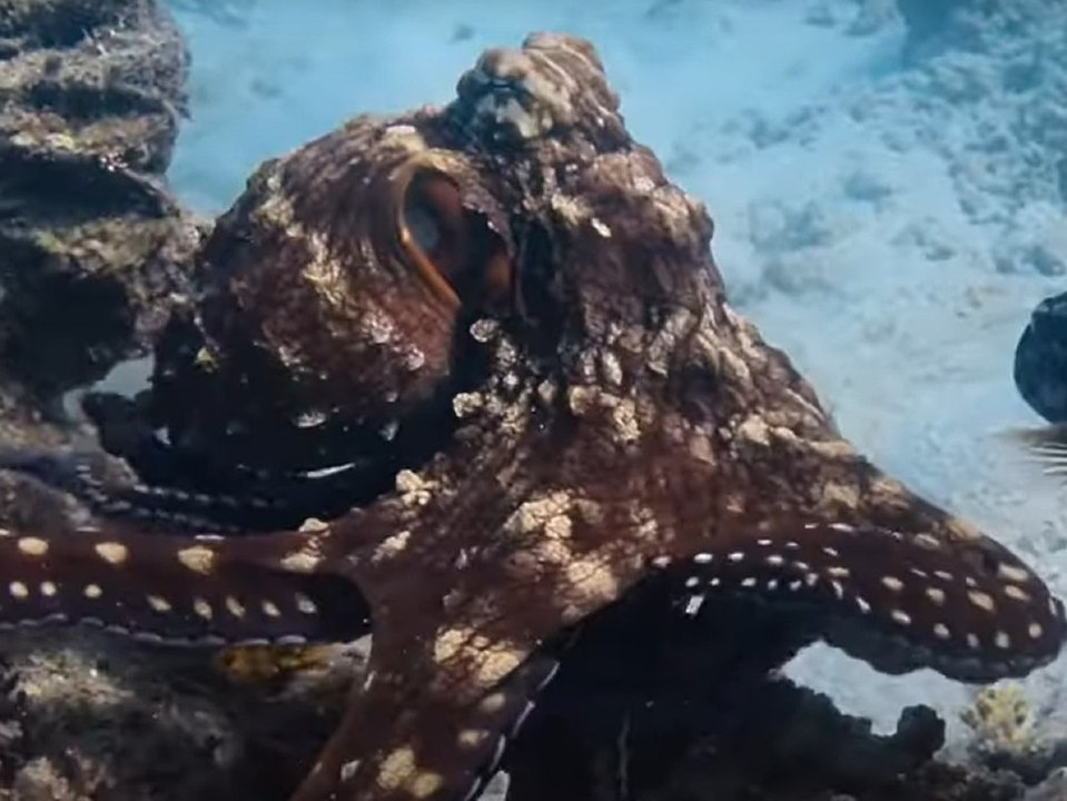 'Die geheimnisvolle Welt der Oktopusse': Neue Doku von James Cameron