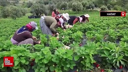Enkaz kentte yüz güldüren çilek hasadı